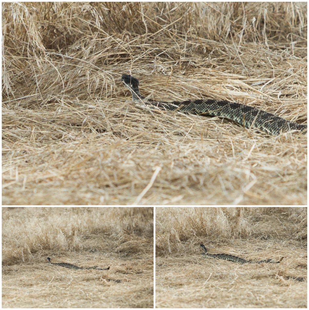 Denise Hurdle Photography | Orange County Family and Newborn Photographer