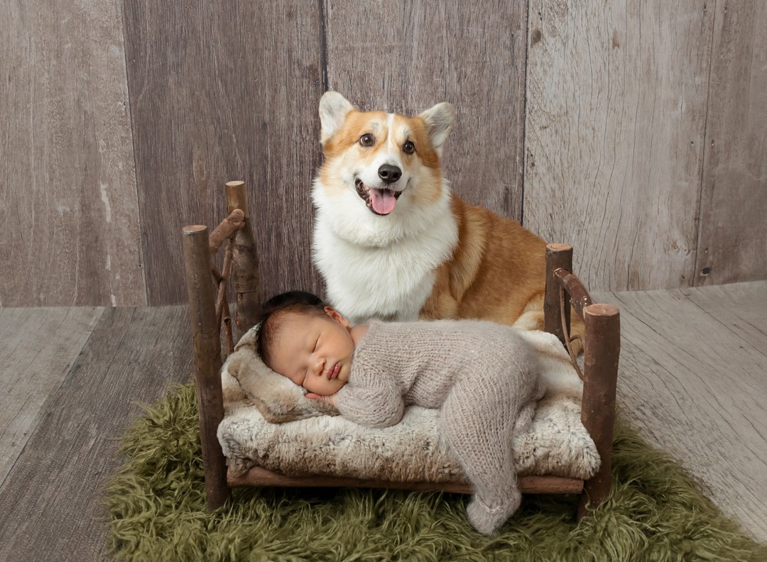 Waco newborn photo with Corgi